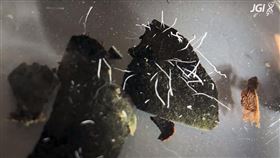 取自DOE Joint Genome Institute YouTube頻道網頁youtube.com