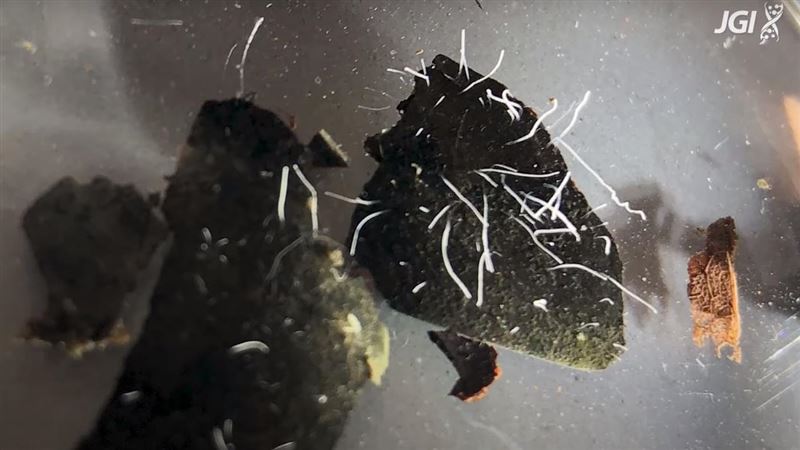 科學家發現世上最大細菌　長達2公分