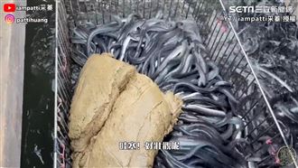 鰻魚搶食秀好療癒！台養殖飼料超搞剛