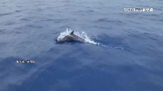 小琉球人潮滿！遊客遇海豚戲水嗨翻