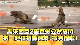 2巨蜥公然放閃　面對面抱抱還狂扭動