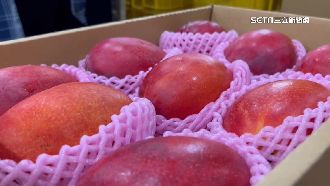 愛文芒果不只銷日韓　搶攻紐西蘭商機