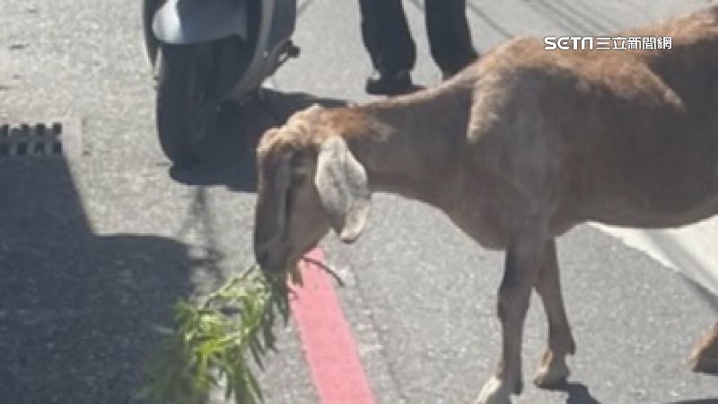 垂耳羊馬路亂竄！花蓮人急捕真相曝光