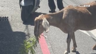 垂耳羊馬路亂竄！花蓮人急捕真相曝光
