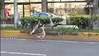 3鵝上大街　飼主已違法恐罰錢