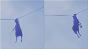 #羊悬空挂高压线上摇摇欲坠#
圖／微博