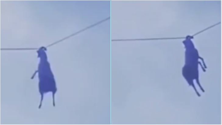 隨風飄羊！吃草吃上天　網笑：在線等