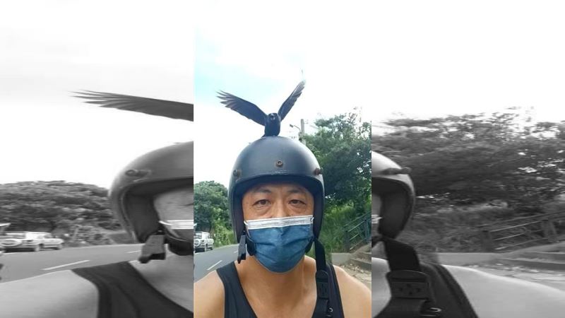 有片！真有「憤怒鳥」一見機車就攻擊