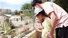 台南,頑皮世界,入厝,古掌聚落,狐獴