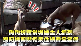 狗拆家當場被抓到　嘴叼棉絮嚇傻呆住