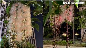 「夏日煙火」飄香！散步見穗花棋盤腳開花　粉嫩超療癒，圖／記者陳淳毅攝影