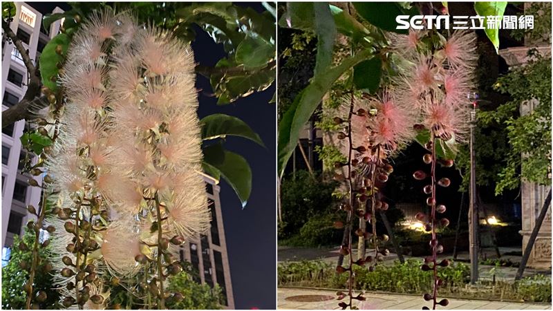 散步見「夏日煙火」飄香！粉嫩超療癒