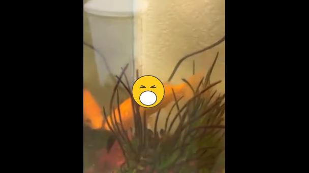 「蟑魚」相處太溫馨！飼主崩潰網嗨翻