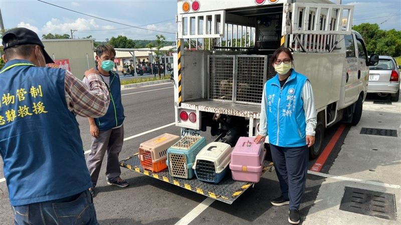 高雄愛貓爺爺哭忘回家路　她曝這隱憂