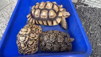 男偷3陸龜轉賣　飼主扮買家當場逮人