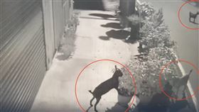 盆栽遭破壞！樹林「3嫌」落網竟是羊