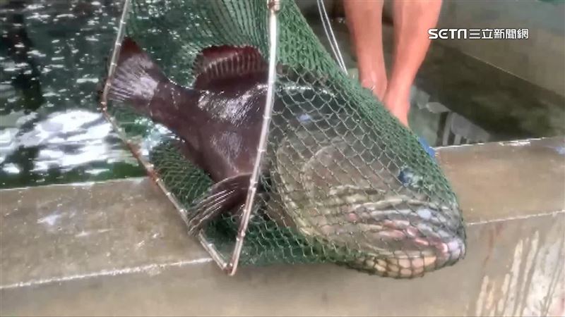 石斑魚又驗出藥物？農委會反嗆國台辦