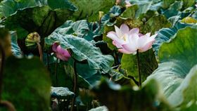 ▲蓮花美景。（圖／翻攝自台南市白河區公所網頁）