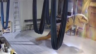 他扮恐龍玩空中瑜伽下不來　老闆怒了