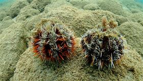 NGO籲澎湖禁捕馬糞海膽海洋公民基金會、台灣動物社會研究會表示，馬糞海膽在半世紀前逾2億顆，如今剩5萬顆，4月中潛入澎湖海域巡查僅看到2顆，呼籲澎湖縣政府落實全面禁捕。（海洋公民基金會、台灣動物社會研究會提供）中央社記者楊淑閔傳真  111年6月29日