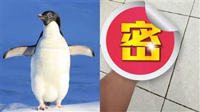 企鵝,酒駕,酒測,護具(翻攝自 爆怨公社)