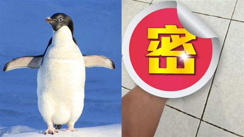 走路像企鵝被酒測　女伸1腳警尷尬了