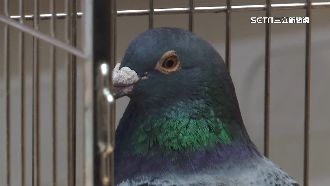 賽鴿歸返率1.58%　立委籲修法
