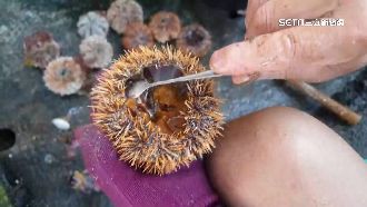 馬糞海膽恐滅族　2億顆剩5萬顆