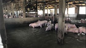 台西海埔新生地，排水路，潰堤，魚塭淹水，500豬隻泡水(圖／翻攝自鄉代陳文求臉書)