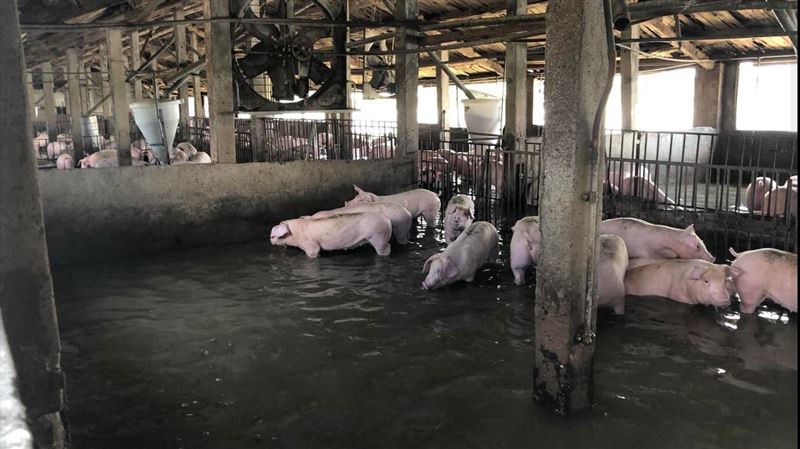 雲台西大排潰堤3次　500豬隻泡水