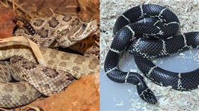 響尾蛇，美東王蛇 (圖／翻攝自維基百科)