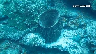 潮境海灣湧一片霧　海綿產卵畫面曝光