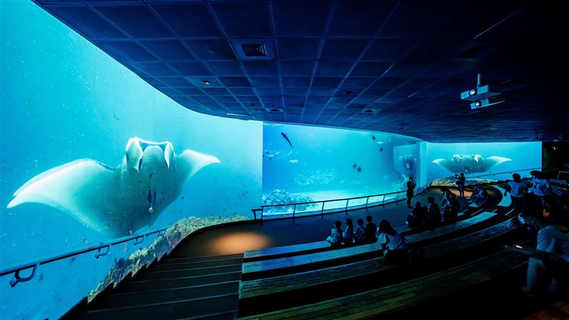 海生館「魟魚飛行日誌」限時登場！