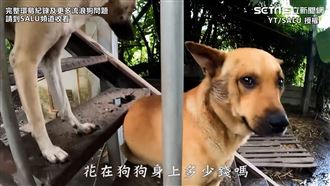 環境作家一人DIY　撐起浪浪狗園