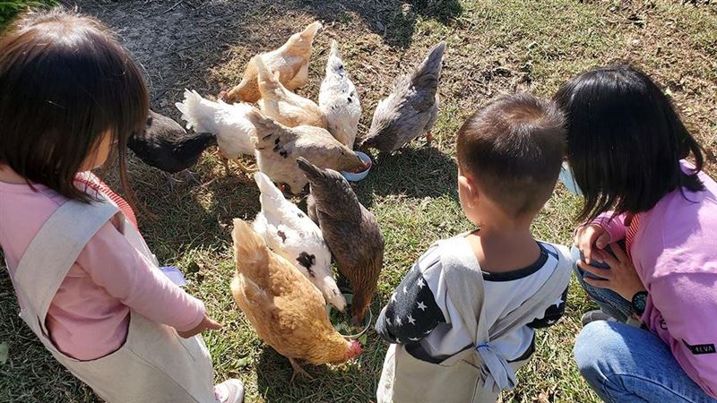 搶在國旅前！孩子當蛋農　爸媽爽泡湯