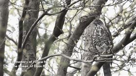 鳳頭蒼鷹網紅「黃恩萼」遭路殺  鳥友不捨（圖／翻攝自「台灣猛禽研究會 Raptor Research Group of Taiwan」臉書）
