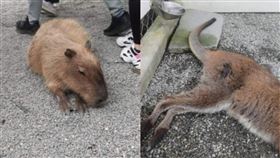 張美阿嬤農場,水豚君,爆料公社