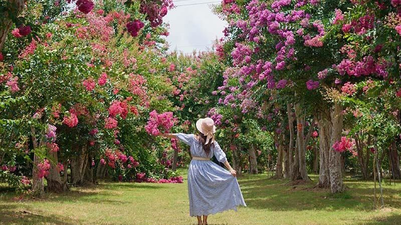 苗栗「夢幻紫薇花秘境」免費拍！