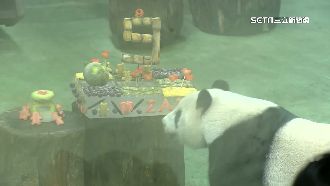 圓仔9歲水果蛋糕慶生　假孕期打瞌睡