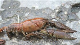 螯蝦（圖／翻攝自自維基百科）