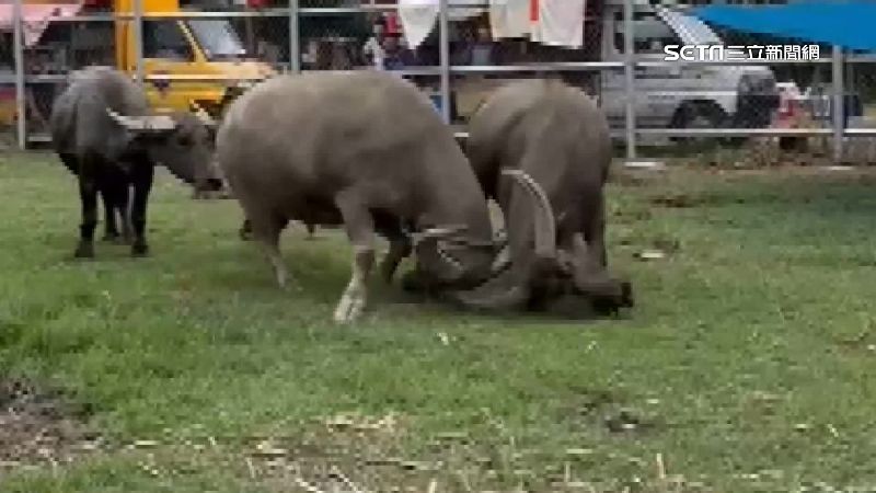 體驗傳統牛耕遇鬥牛秀　遊客大開眼界