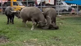 體驗傳統牛耕遇鬥牛秀　遊客大開眼界