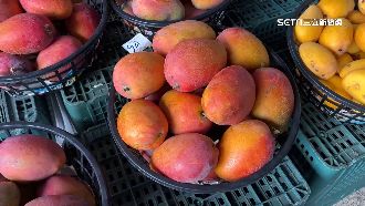 台芒果又「被確診」　果農批針對性強