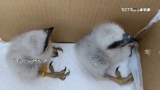 菜籃鳥巢成功！助鳳頭蒼鷹2雛鳥團圓
