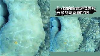 蘭嶼珊瑚被刻「你好」　潛水教練氣炸