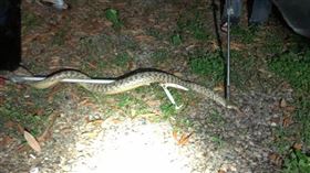 臭青母，王錦蛇，一公一母，草屯郊區派出所，覓食(圖／翻攝自黃明賜臉書)