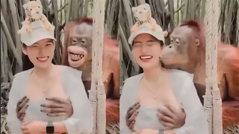 猩猩摸正妹雪乳爽笑　網：工讀生別裝