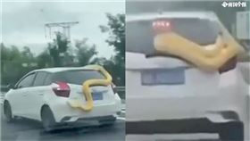 「黃金巨蟒」死纏白車！高速公路摔地狂扭　驚悚畫面瘋傳（圖／翻攝自四川觀察網）