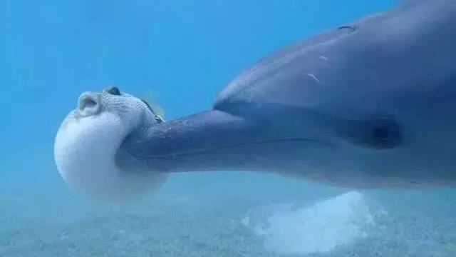 驚！海豚每年強上14人類　受害者…