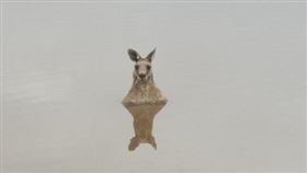 袋鼠,澳洲（圖／翻攝自推特）